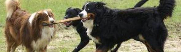 pension chien marne la vallee