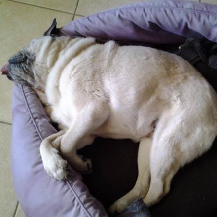 pension chien martigues