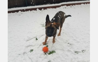 pension chien martigues