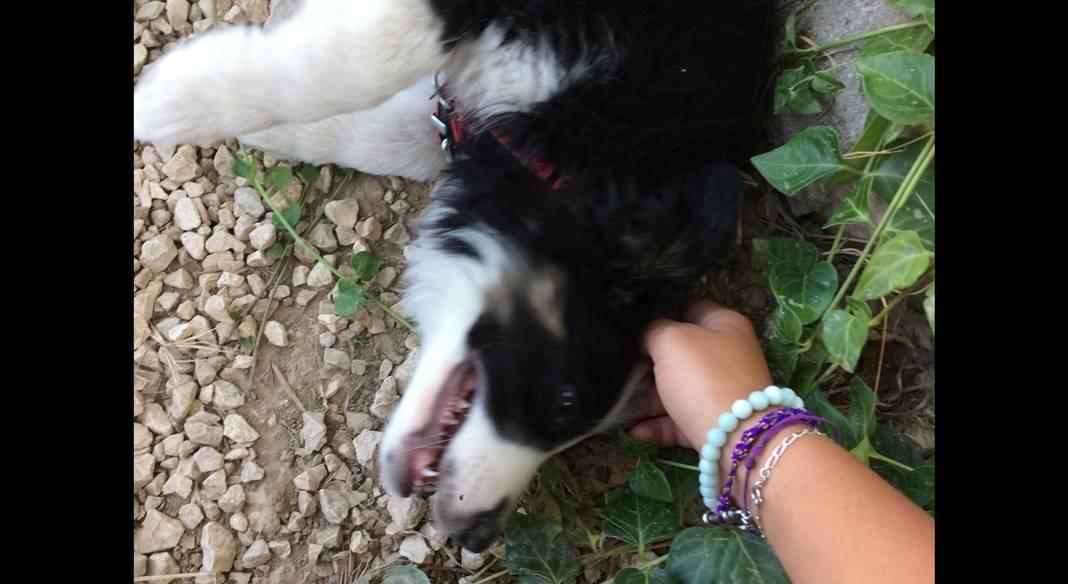 pension chien martigues