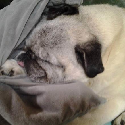 pension chien martigues