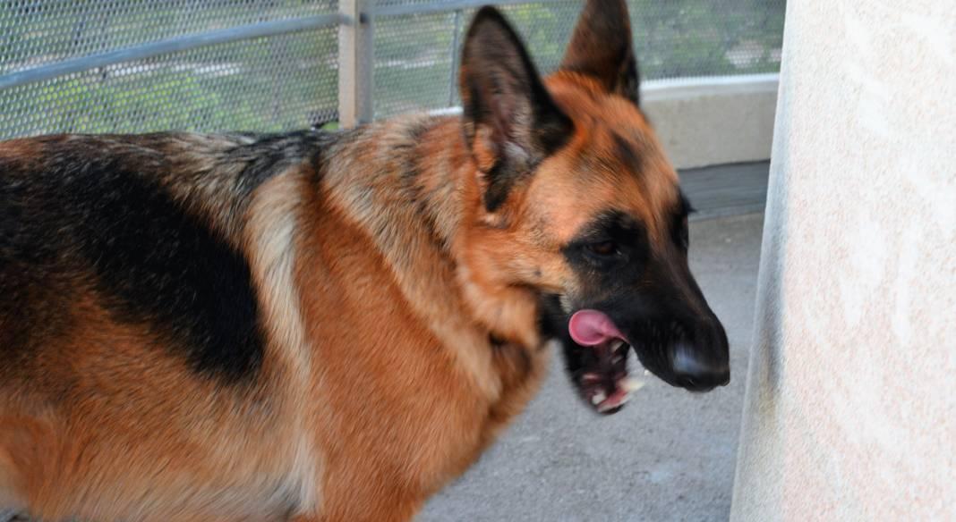 pension chien martigues