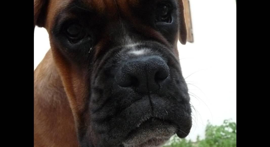 pension chien martigues