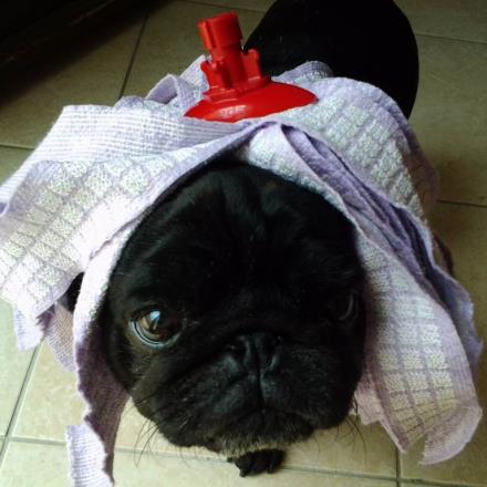 pension chien martigues