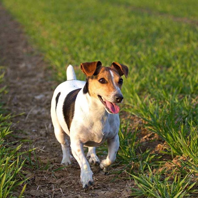 pension chien montpellier