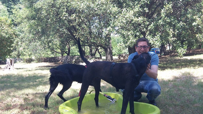pension chien montpellier