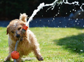 pension chien montpellier
