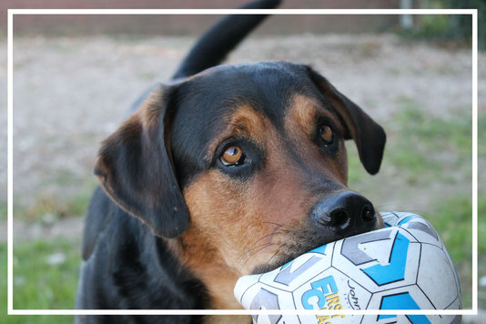 pension chien montpellier