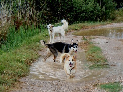 pension chien montpellier