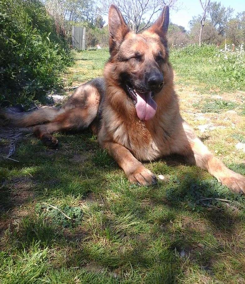 pension chien montpellier