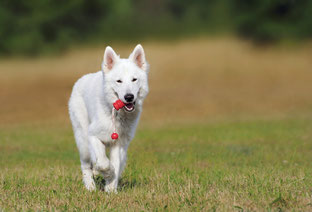 pension chien montpellier