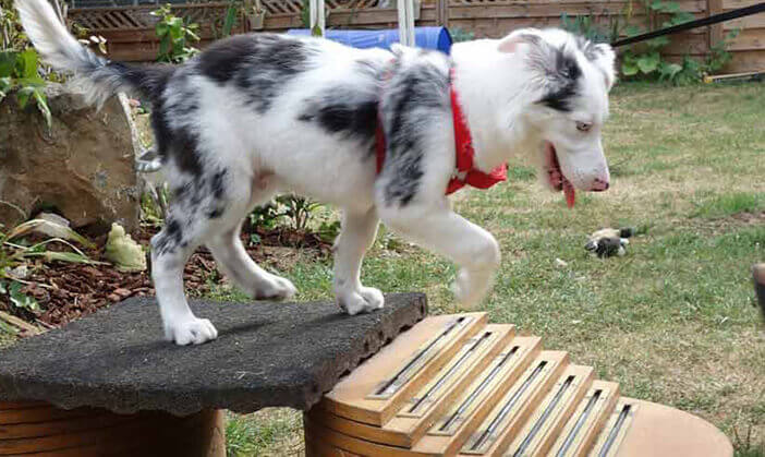 pension chien oinville sur montcient