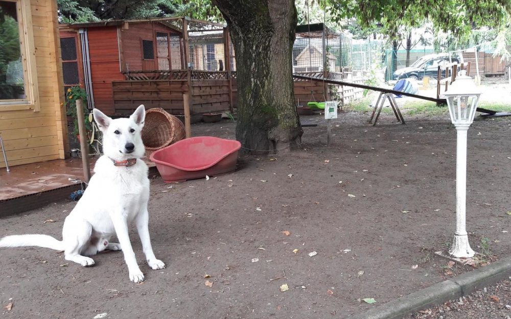 pension chien oinville sur montcient