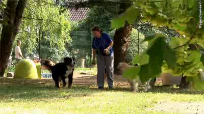 pension chien oinville sur montcient