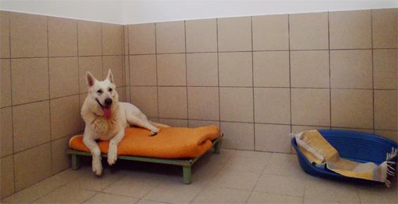 pension chien oinville sur montcient