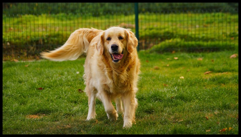 pension chien perthes en gatinais