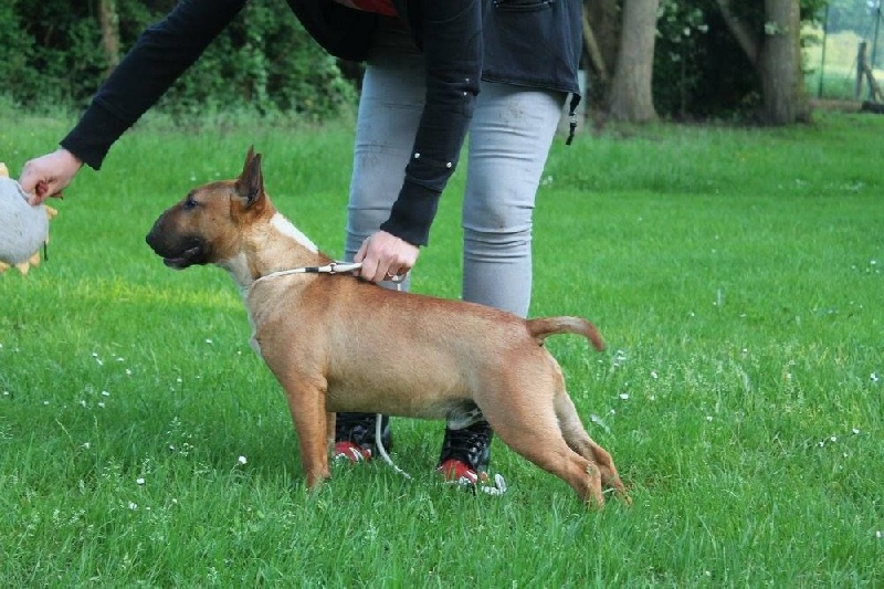 pension chien perthes en gatinais