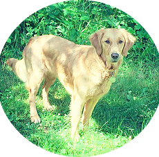 pension chien perthes en gatinais