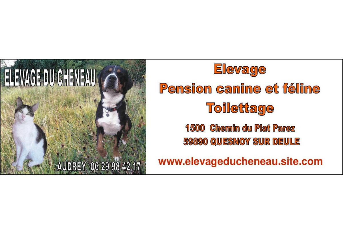 pension chien quesnoy sur deule