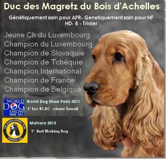 pension chien quesnoy sur deule