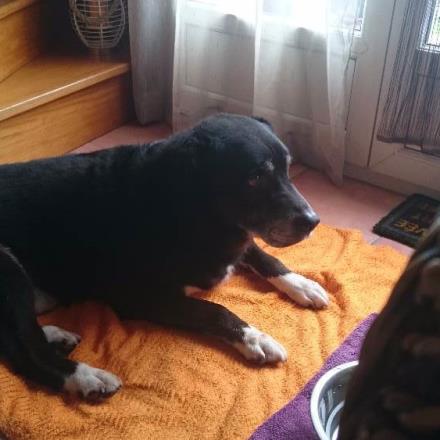 pension chien quiberon