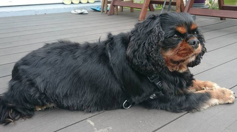 pension chien quiberon
