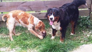 pension chien quingey