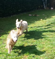 pension chien quingey