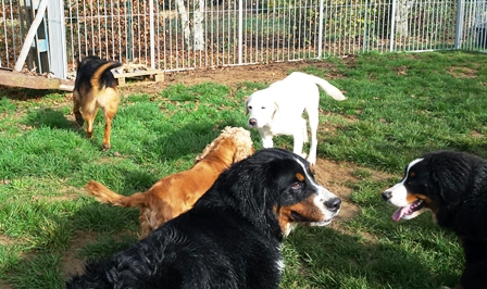 pension chien quingey