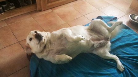 pension chien quingey