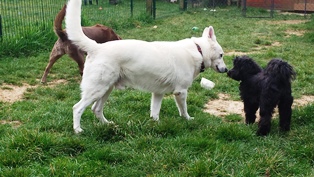 pension chien quingey
