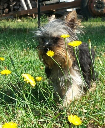 pension chien quingey