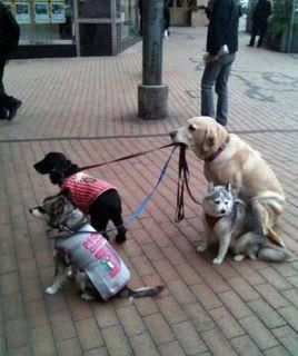 pension chien salon de provence