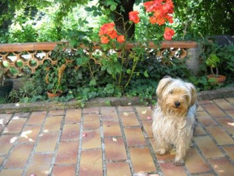 pension chien salon de provence