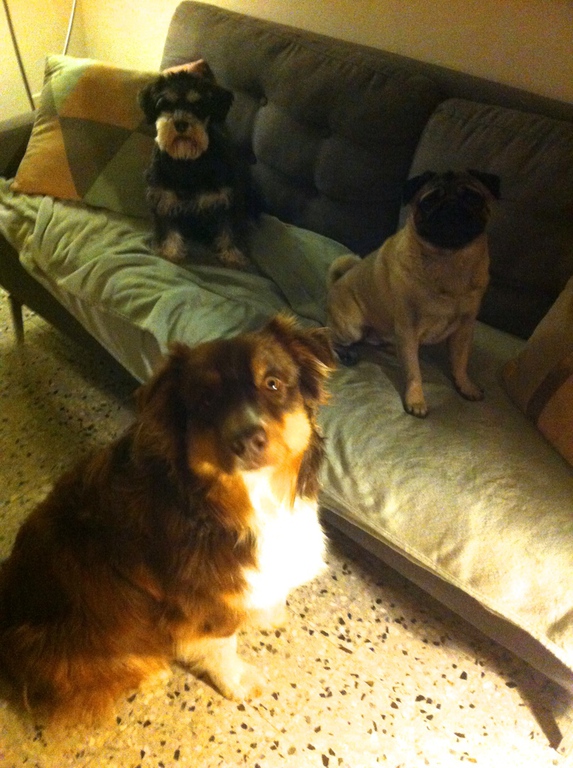 pension chien salon de provence