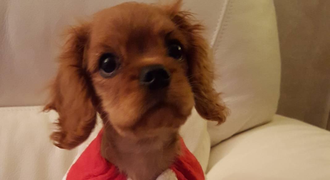 pension chien salon de provence