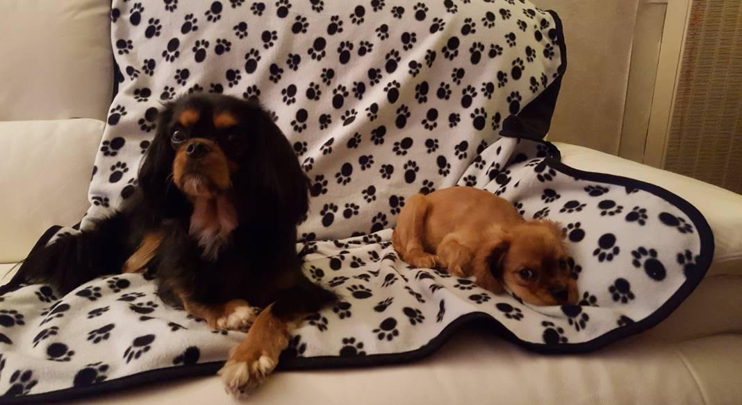 pension chien salon de provence