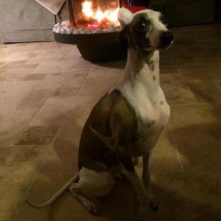 pension chien salon de provence