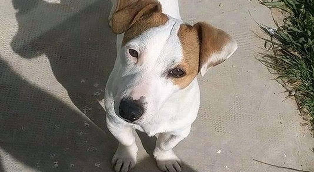 pension chien toulon