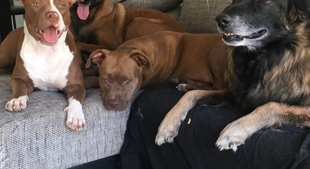 pension chien toulon