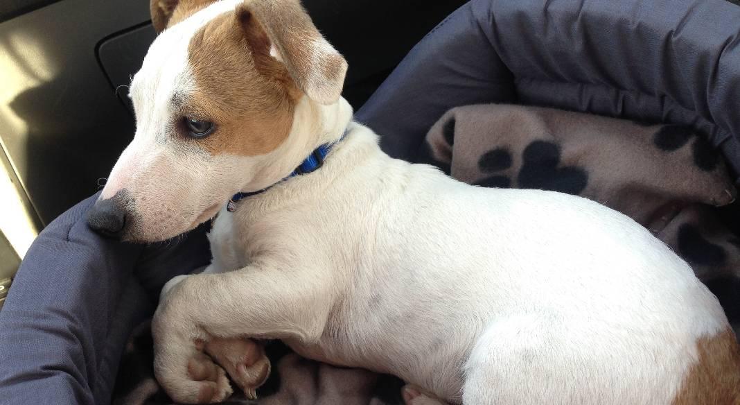 pension chien toulon