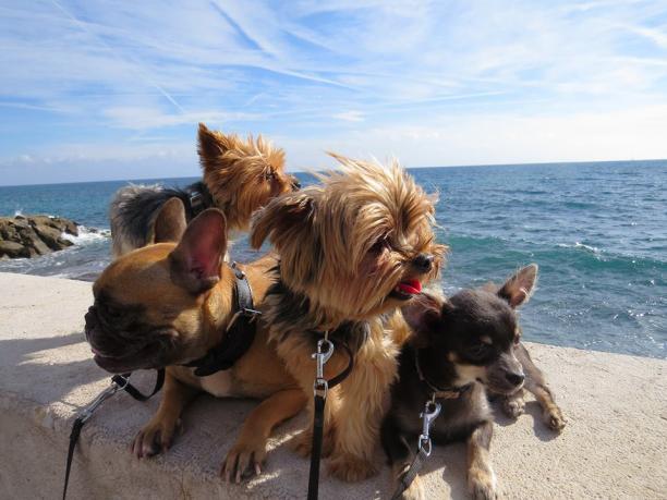 pension chien toulon