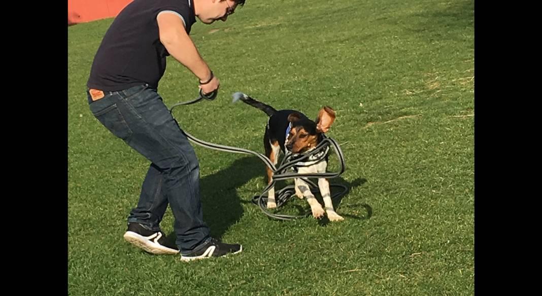 pension chien toulon