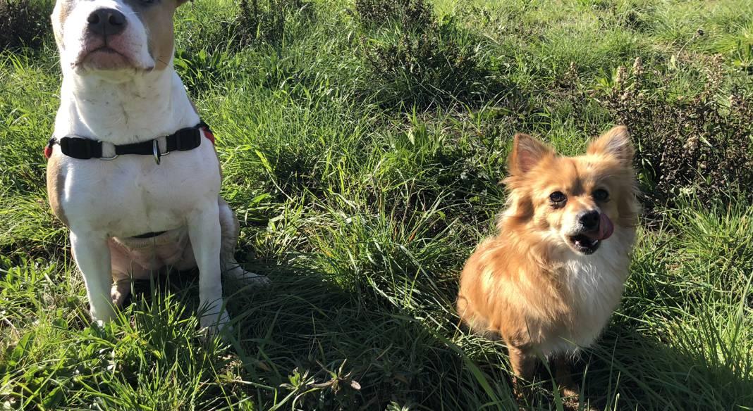 pension chien toulon