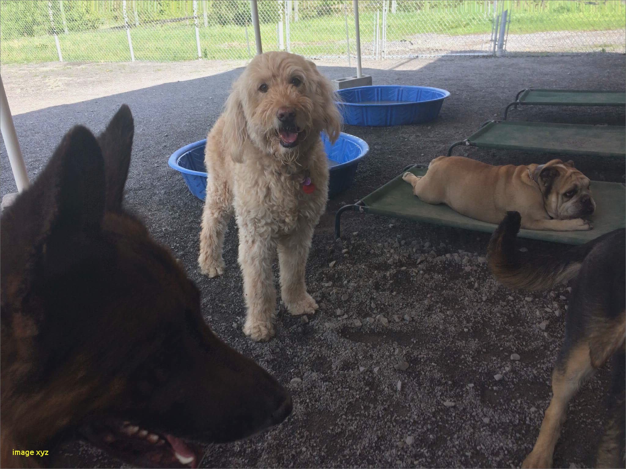 pension chien toulon