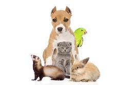 pension chien toulon