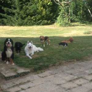 pension chien toulouse