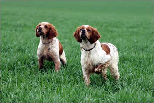 pension chien toulouse