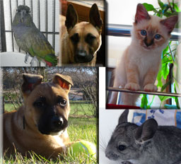 pension chien toulouse