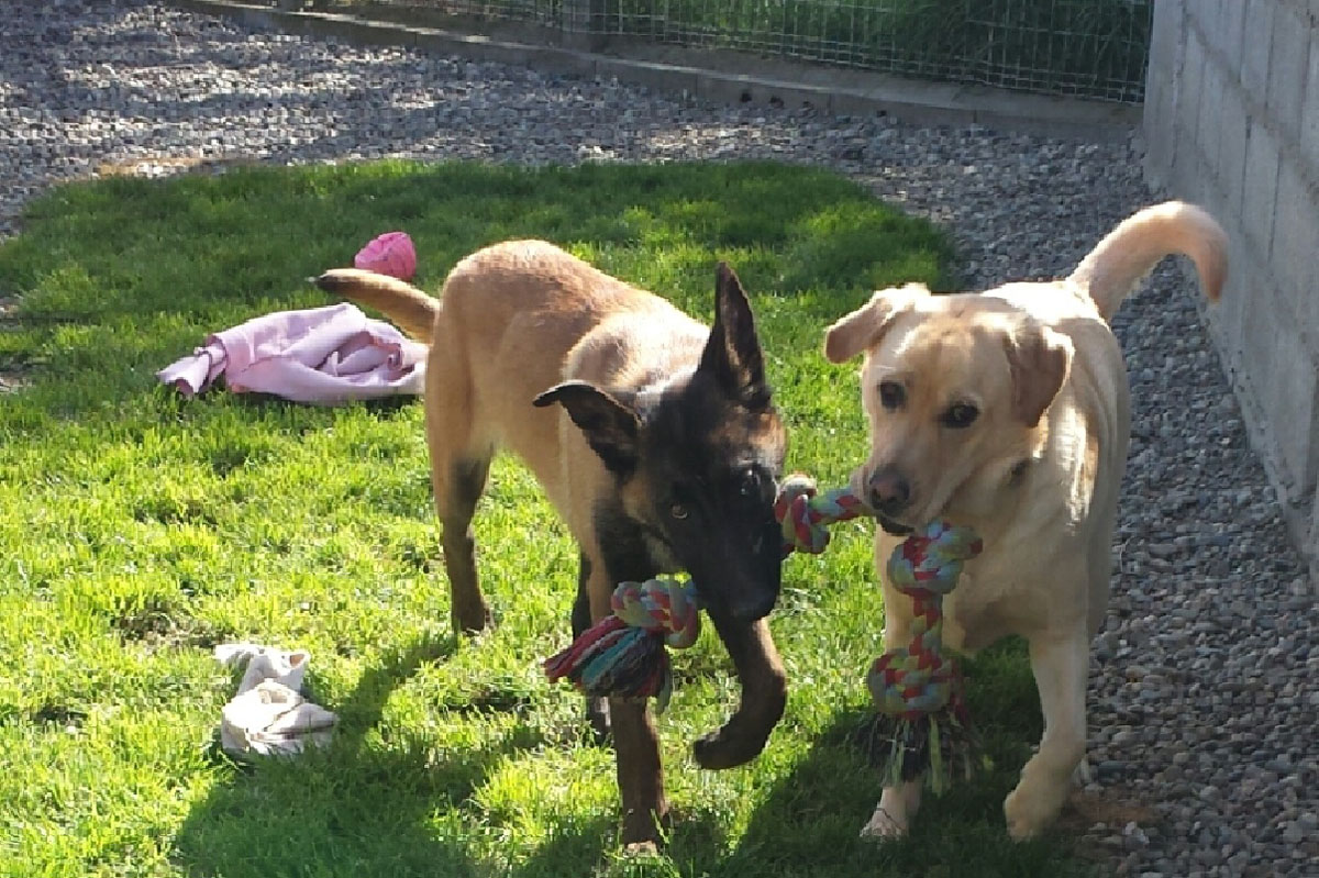 pension chien toulouse